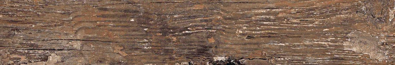 Kiwi Redroot Mat 20x120 Alpas Euro