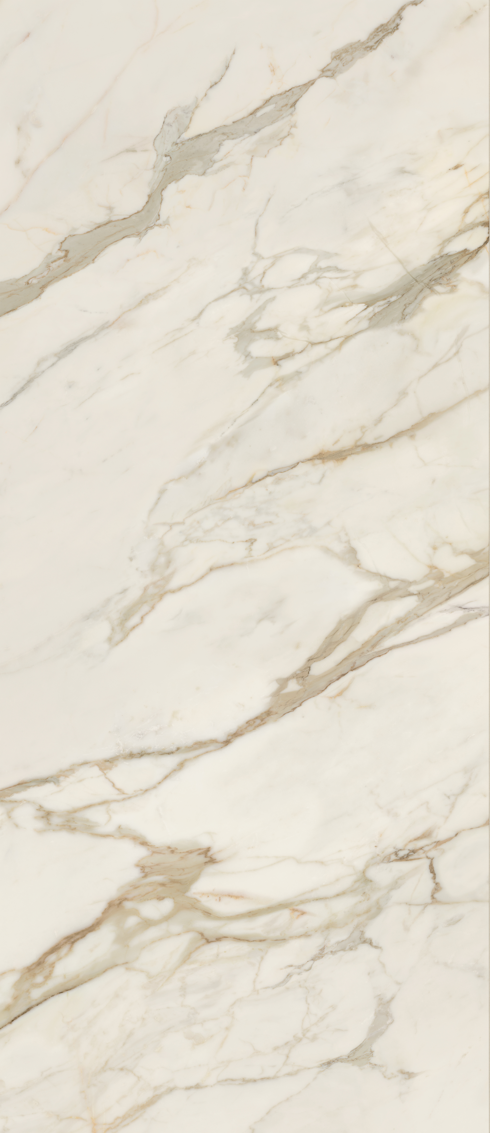 AGCJ Golden White Luc 120x278 Caesar