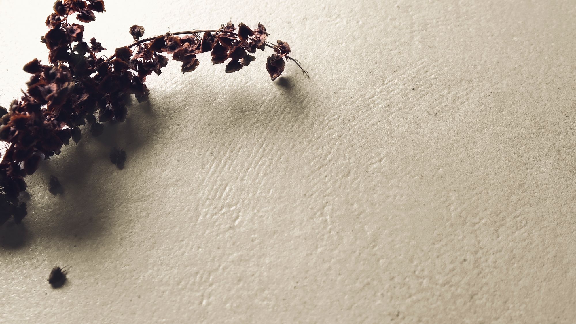 Koine Settecento фото 5