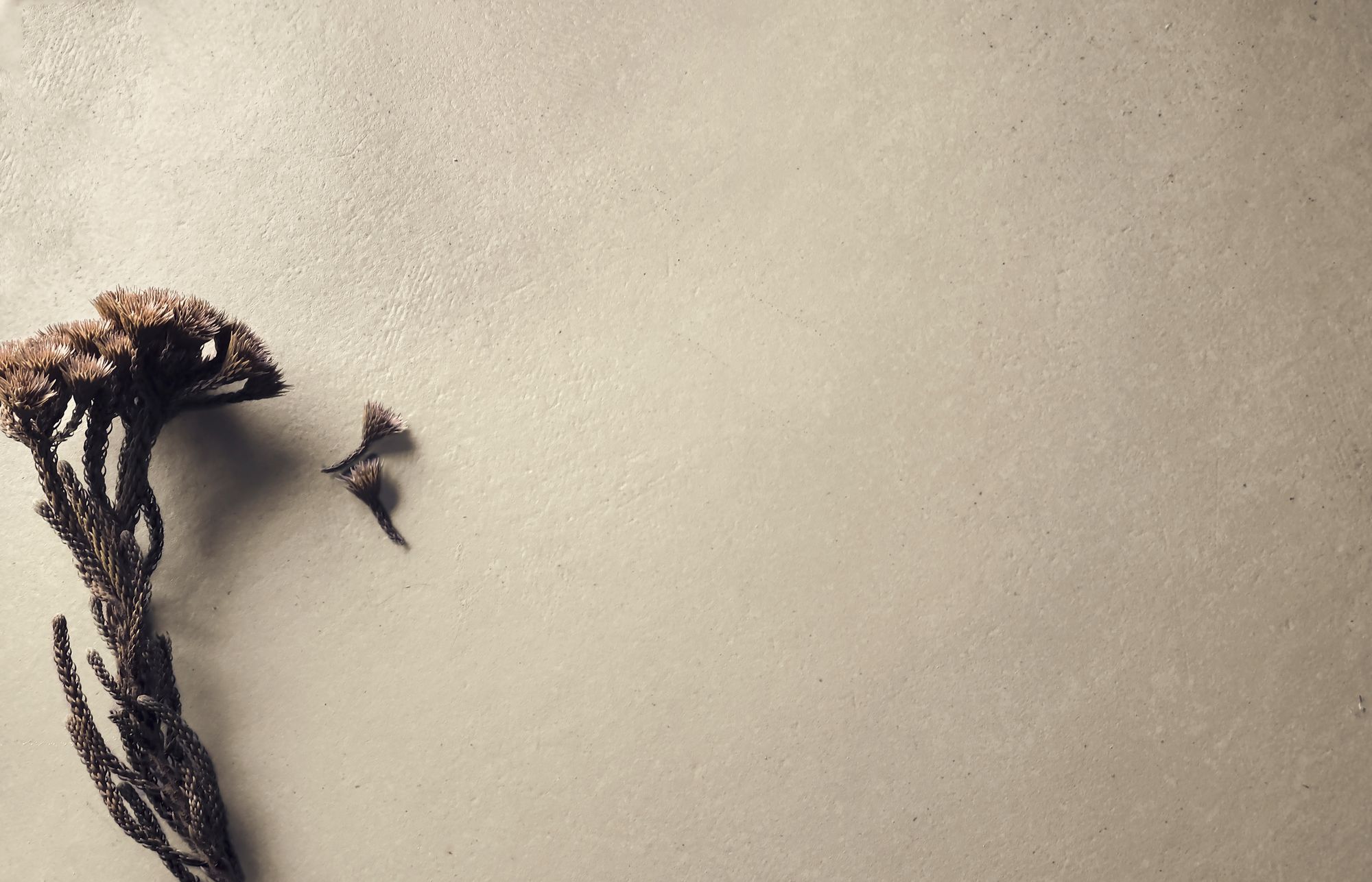 Koine Settecento фото 4