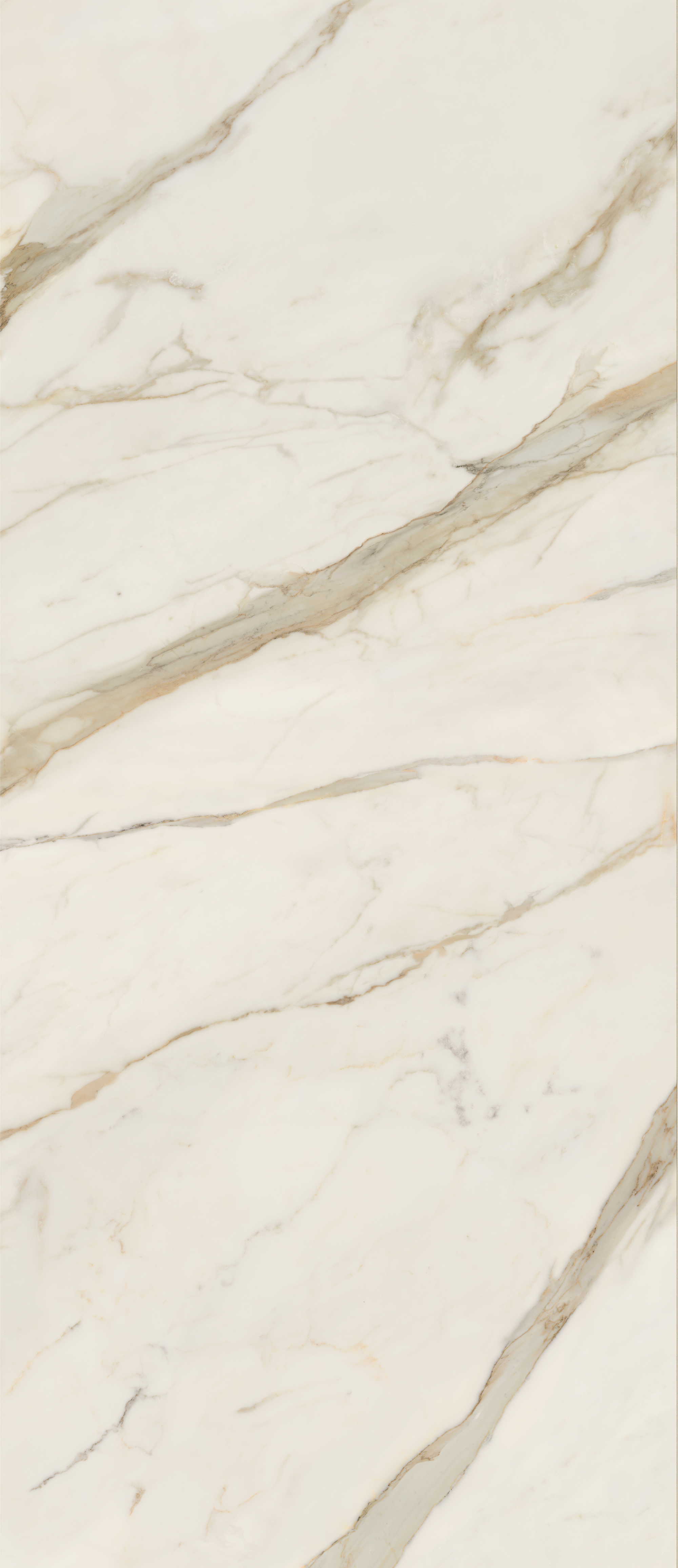 AGCJ Golden White Luc 120x278 Caesar фото 2