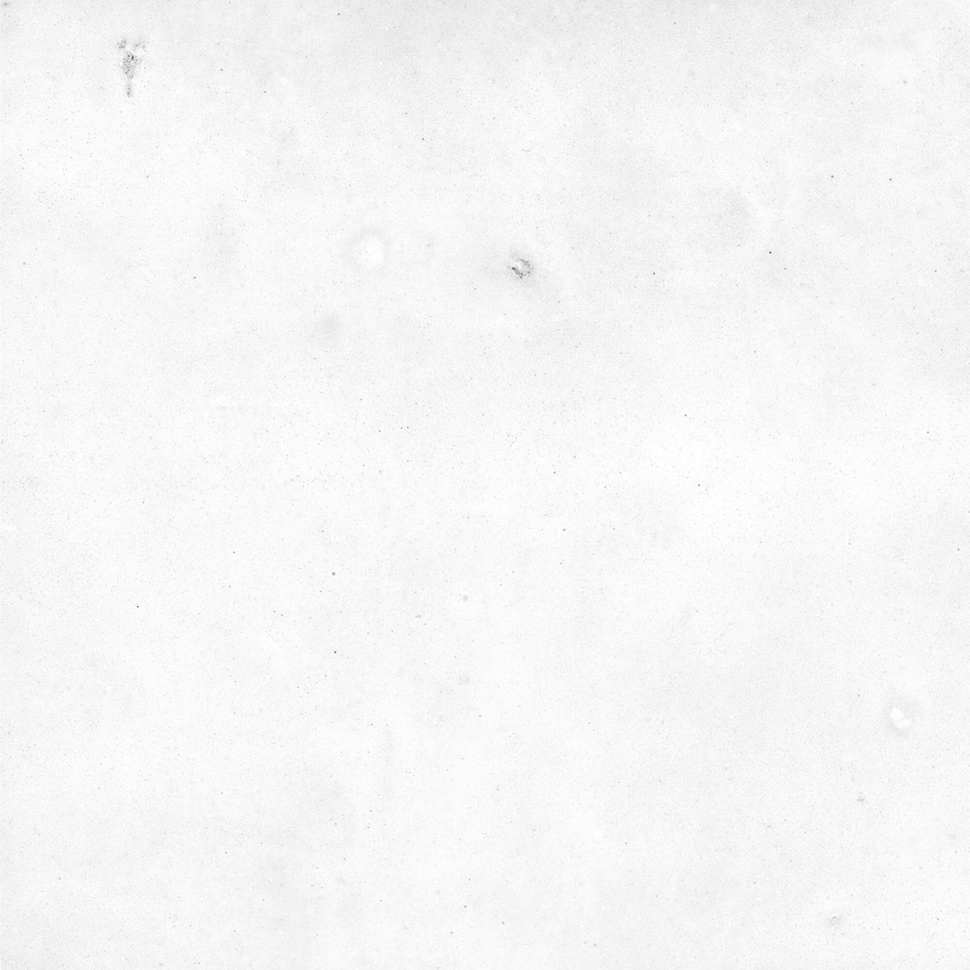 43294 Samira White 10x10 Harmony фото 27