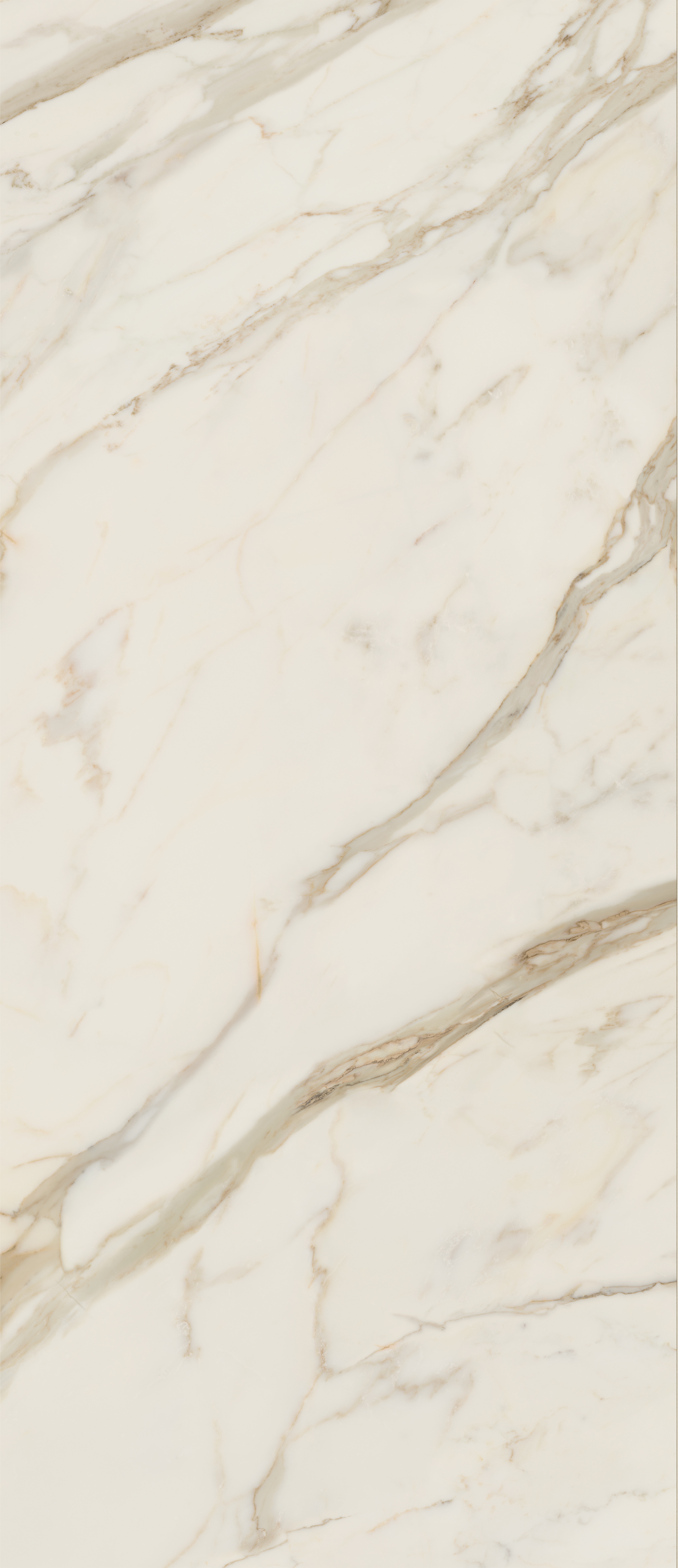 AGCJ Golden White Luc 120x278 Caesar фото 4