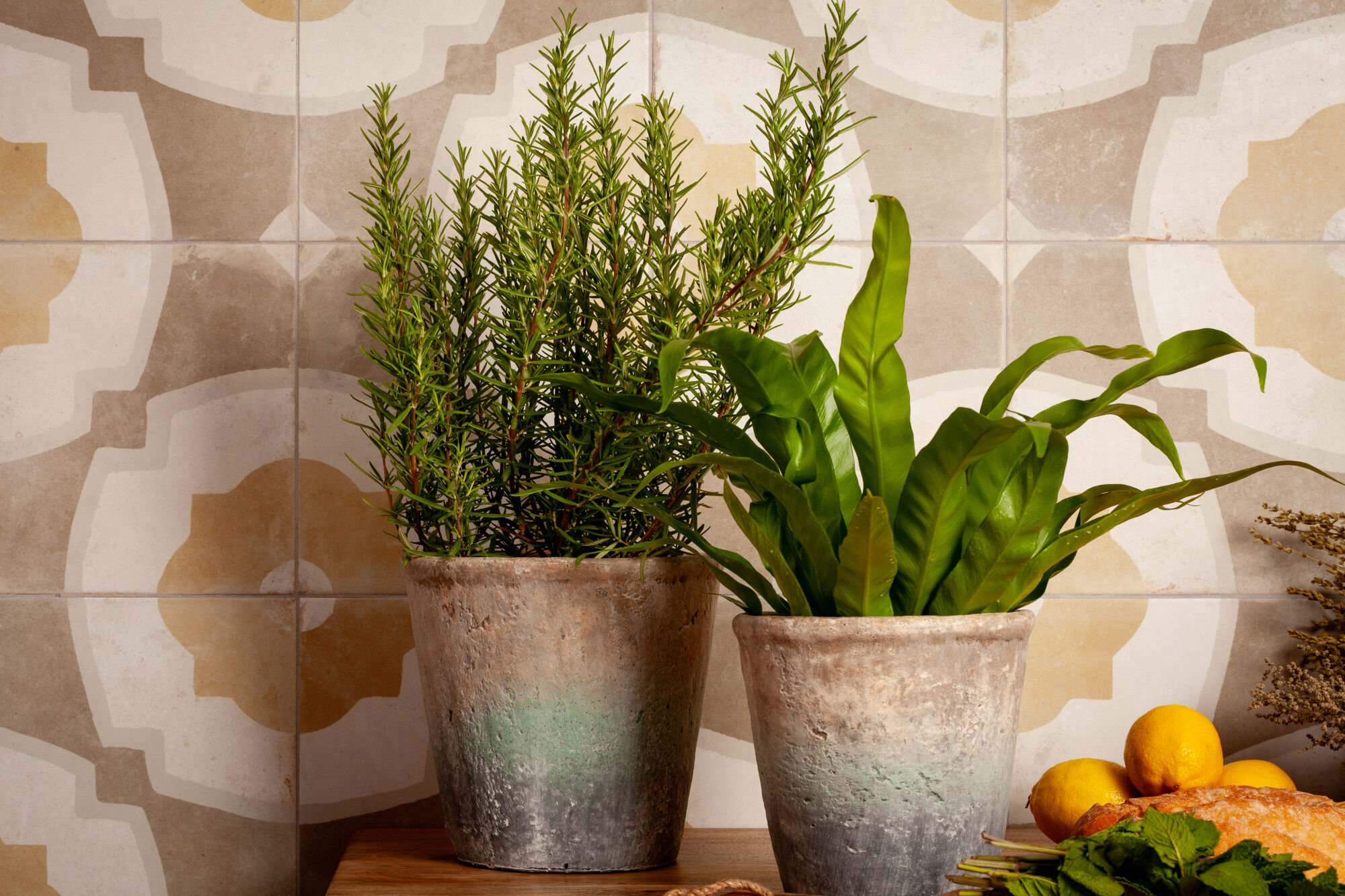 Fs Farfalla Peronda фото 5