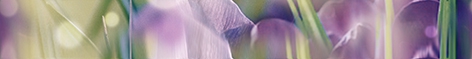 Бордюр Crocus B400D286 40х5 Laparet