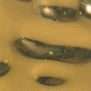 GR 02G Gold 2x2 32.7x32.7 ROSE MOSAIC