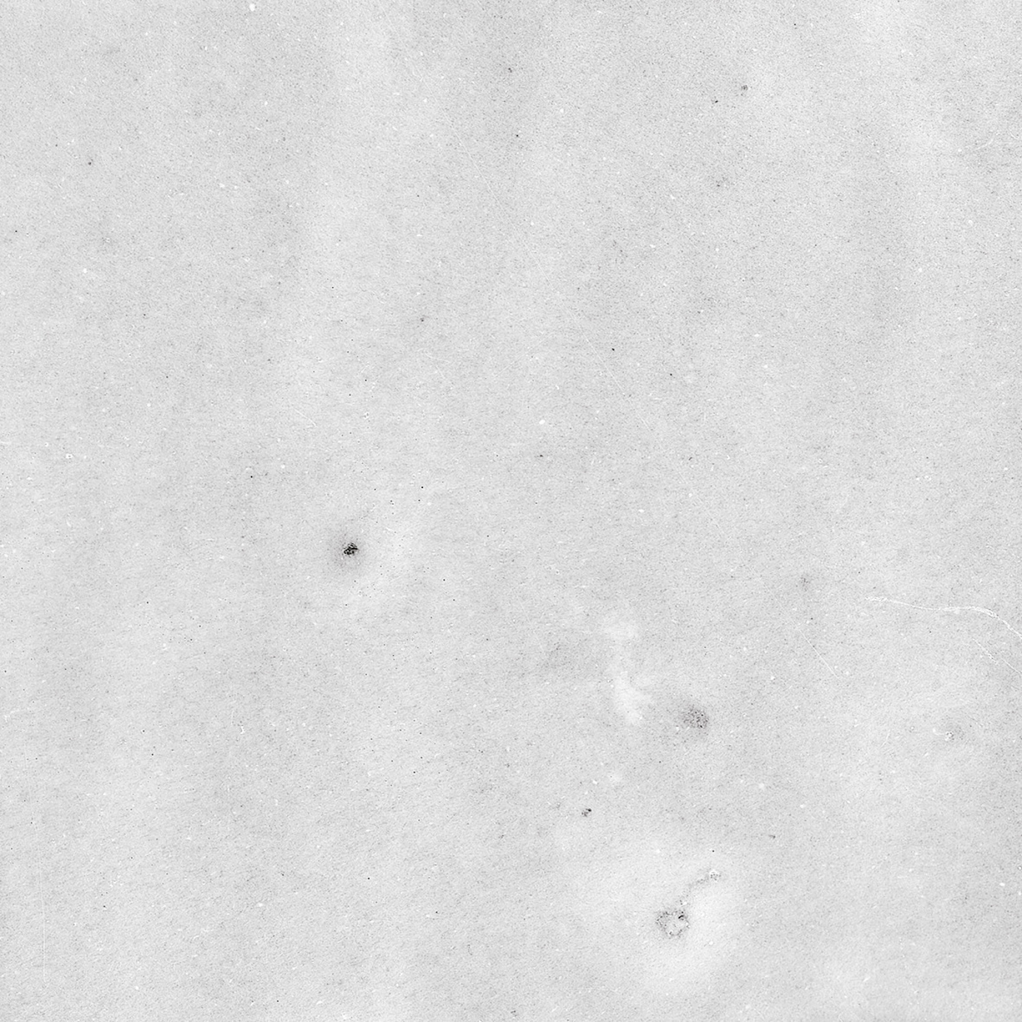 43294 Samira White 10x10 Harmony фото 45
