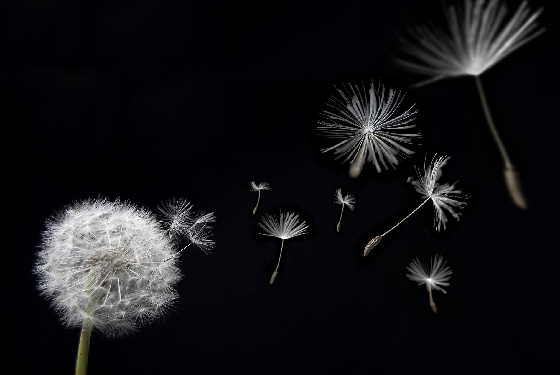 Taraxacum Артвалентто