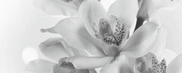 Керамин Плитка Декор Элегия 7 тип 3 20х50 Керамин