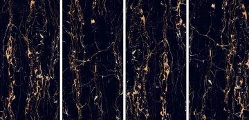 Керамогранит Portoro Gold High gloss 60*120 Art Ceramic