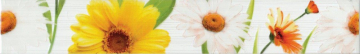 Плитка 267031 Fiori бордюр Ромашка 40х6 PiezaROSA
