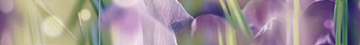 Плитка Бордюр Crocus B400D286 40х5 Laparet