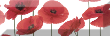 Плитка Decor Poppy 04 10X30 Absolut Keramika