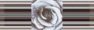 Плитка DECOR ROSE 02 15X45 Absolut Keramika