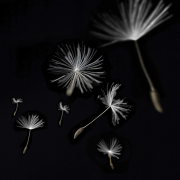 Плитка Декор Taraxacum 2 10х10 Артвалентто