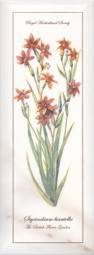 Плитка NT/A88/15005 Ноттингем Цветы грань 15*40 Kerama Marazzi