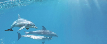 Плитка Porto Dolphins 1 centro 25x60 Cerrol