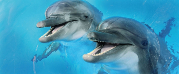 Плитка Porto Dolphins 2 centro 25x60 Cerrol