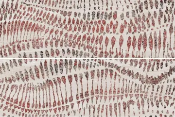 R0002824 Плитка Strata Decor Beige (Set 2 Pzs) Rect 60x90 Ibero