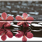 Composicion Wellness 02 Red 30x45 (комплект 2шт) Absolut Keramika