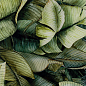 Uniwersalne Inserto Szklane Leaf A 30x60 Paradyz