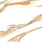 6060STA31P Statuario Bronze 60x60 LCM