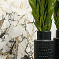Etoile de Rex Rex Ceramiche