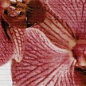 267081 Fiori бордюр Орхидея 40х6 PiezaROSA