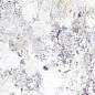 40736 Artic White SP/100x180/R 100х180 Peronda