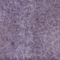 29015 Dyroy Aubergine 6.5x20 Peronda фото в миниатюре 16