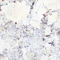 40736 Artic White SP/100x180/R 100х180 Peronda