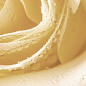 Syntia Rose 3 Декор 20х50 Cerrol