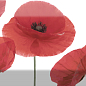 Decor Poppy 04 10X30 Absolut Keramika