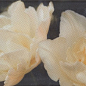 STG/A393/15050 Ноттингем Тюльпан 15*40 Kerama Marazzi