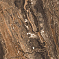 GR204 Richter Brown High glossy 600x1200 PrimaVera