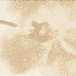 WLAGC022 Lazio light beige 25x3,2 RAKO