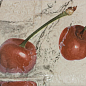 Decor Cherry 10x20 BELLAVISTA