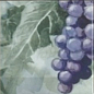 Monocolor Composicion Acuarela Uvas 20х40 Absolut Keramika