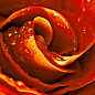 Syntia Rose 1 Декор 20х50 Cerrol
