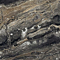 Amina Brown High Gloss 60x120 A-Ceramica