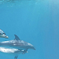 Porto Dolphins 1 centro 25x60 Cerrol
