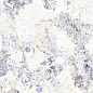 40736 Artic White SP/100x180/R 100х180 Peronda