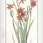 NT/A88/15005 Ноттингем Цветы грань 15*40 Kerama Marazzi