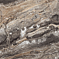 N20565 Amadeus Lap Carving 60x120 Neodom