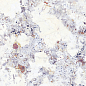 40736 Artic White SP/100x180/R 100х180 Peronda