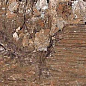 Kiwi Redroot Mat 20x120 Alpas Euro