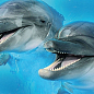 Porto Dolphins 2 centro 25x60 Cerrol
