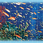FS041 Fotosera F06 12,5х25 (200x100) Serapool