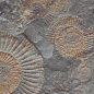 FM3366 Fossil Mix 33х66 Serapool фото в миниатюре 9