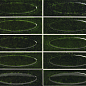 A041668 Capella Emerald 6,5x20 Ape Ceramica